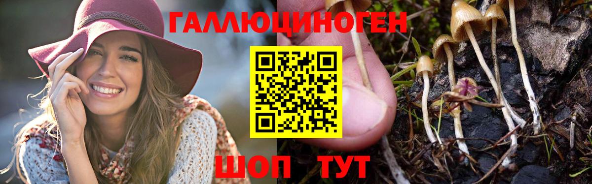 Псилоцибиновые грибы GOLDEN TEACHER Сокол